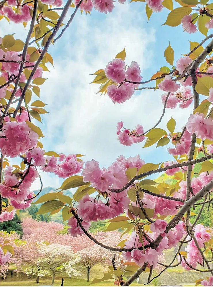 羽根谷だんだん公園、八重桜、3月春の花、岐阜県海津市の観光・撮影スポットの画像と写真