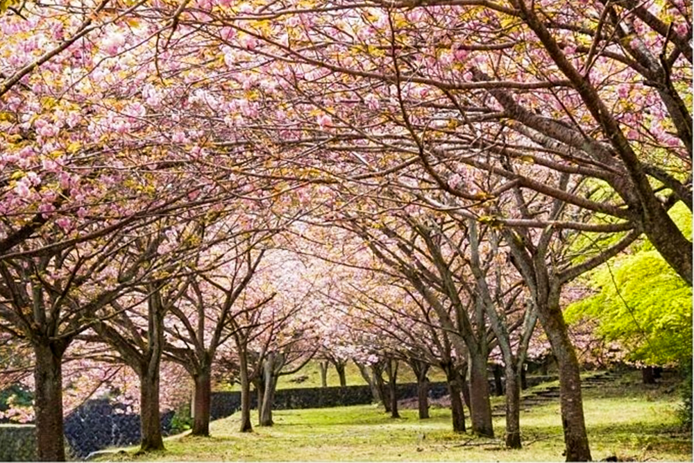 羽根谷だんだん公園、八重桜、3月春の花、岐阜県海津市の観光・撮影スポットの画像と写真