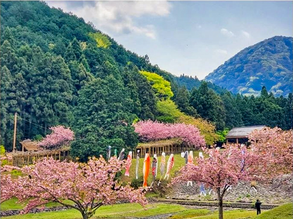 羽根谷だんだん公園、八重桜、3月春の花、岐阜県海津市の観光・撮影スポットの画像と写真