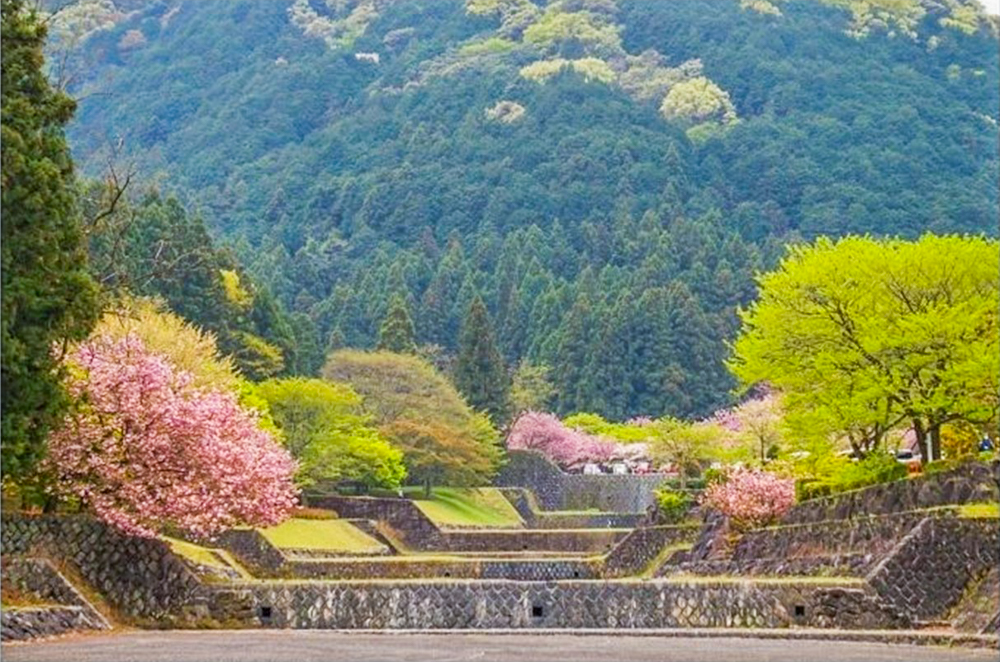 羽根谷だんだん公園、八重桜、3月春の花、岐阜県海津市の観光・撮影スポットの画像と写真