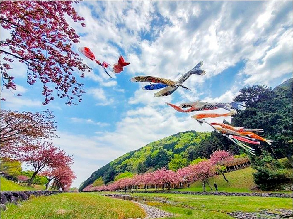 羽根谷だんだん公園、八重桜・鯉のぼり、3月春の花、岐阜県海津市の観光・撮影スポットの画像と写真