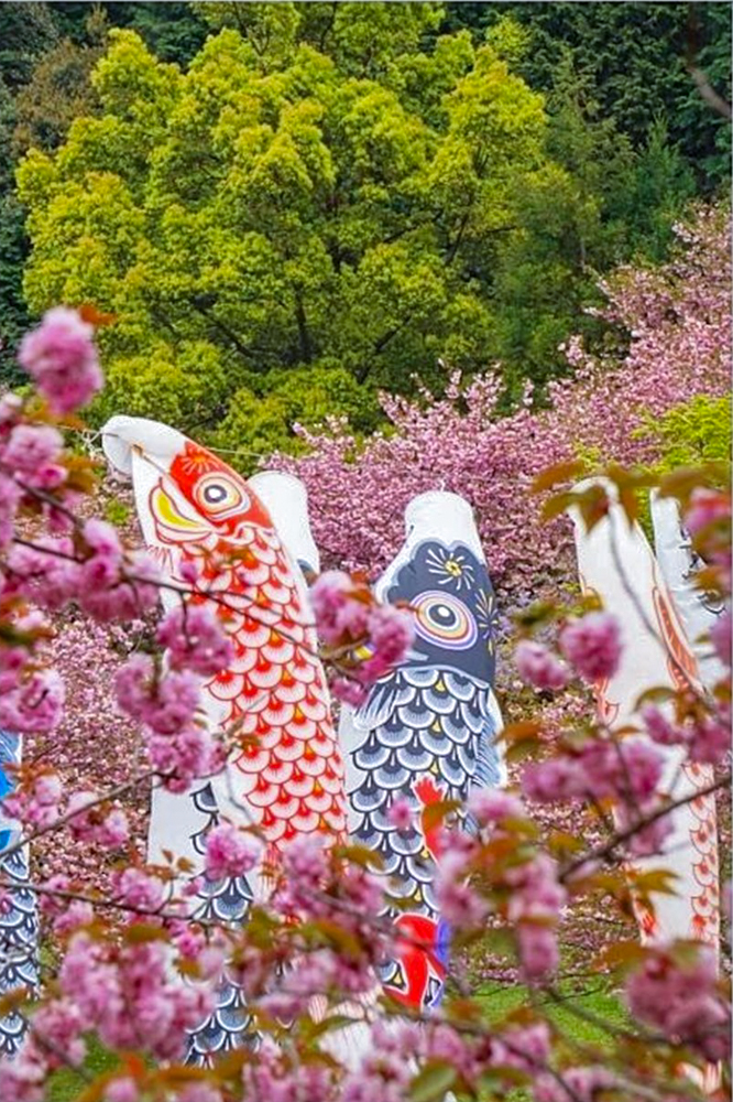 羽根谷だんだん公園、八重桜・鯉のぼり、3月春の花、岐阜県海津市の観光・撮影スポットの画像と写真