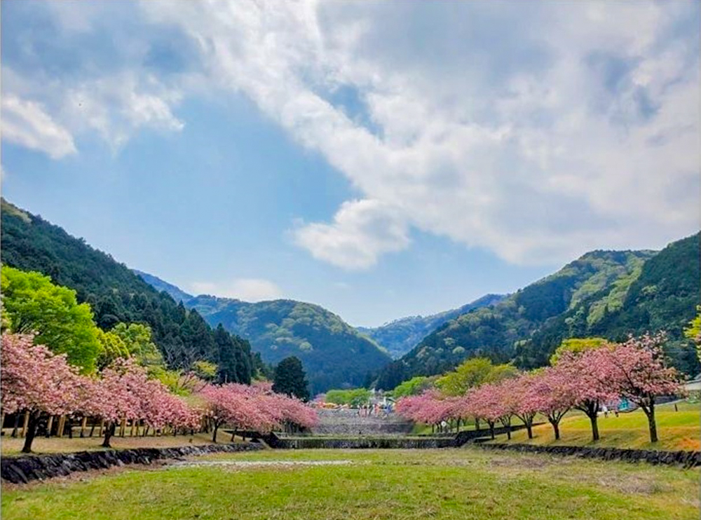 羽根谷だんだん公園、八重桜、3月春の花、岐阜県海津市の観光・撮影スポットの画像と写真