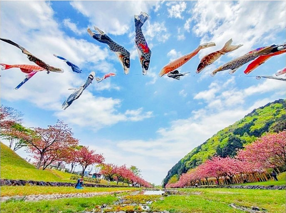 羽根谷だんだん公園、八重桜・鯉のぼり、3月春の花、岐阜県海津市の観光・撮影スポットの画像と写真