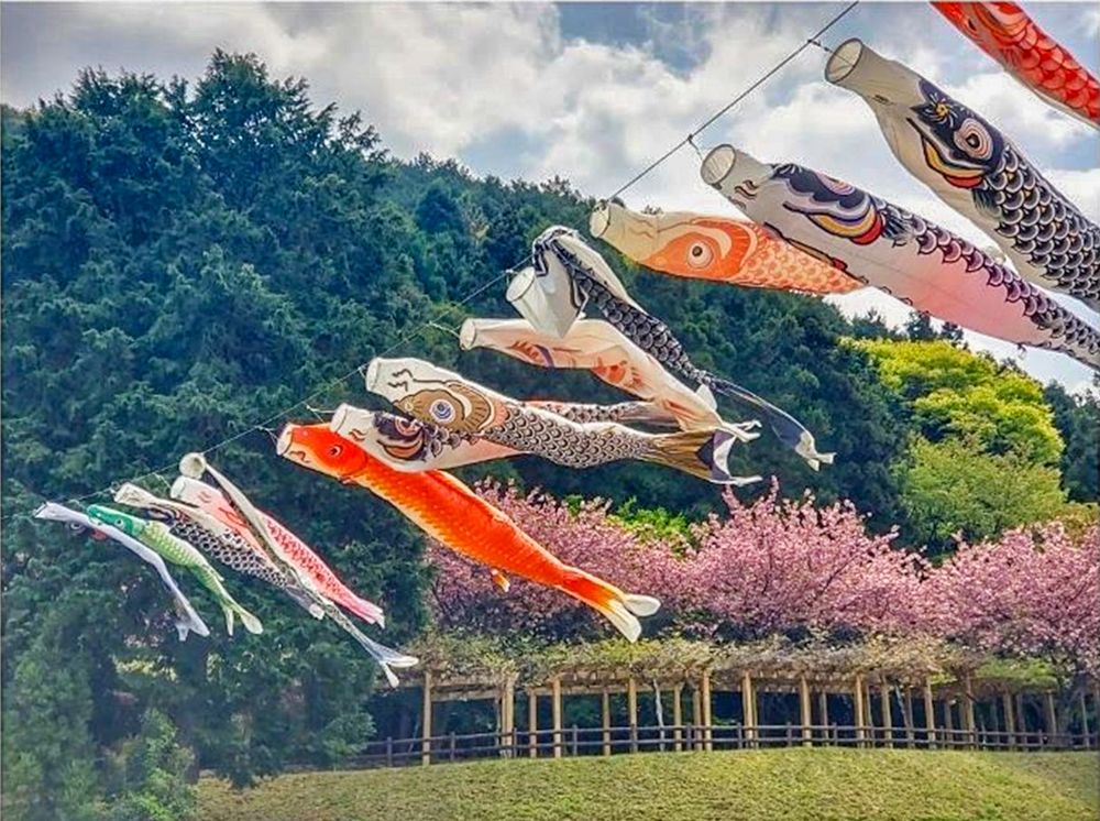 羽根谷だんだん公園、八重桜・鯉のぼり、3月春の花、岐阜県海津市の観光・撮影スポットの画像と写真