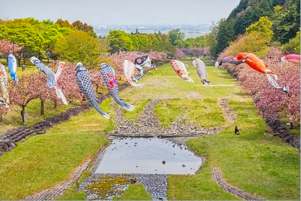 羽根谷だんだん公園、八重桜・鯉のぼり、3月春の花、岐阜県海津市の観光・撮影スポットの画像と写真