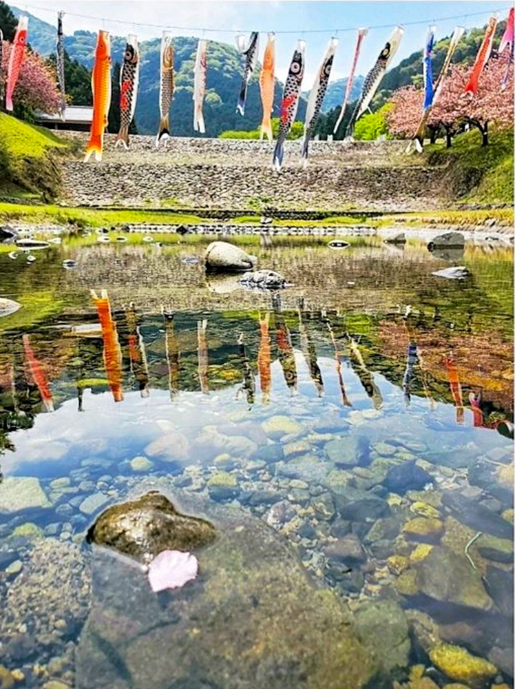 羽根谷だんだん公園、八重桜・鯉のぼり、3月春の花、岐阜県海津市の観光・撮影スポットの画像と写真