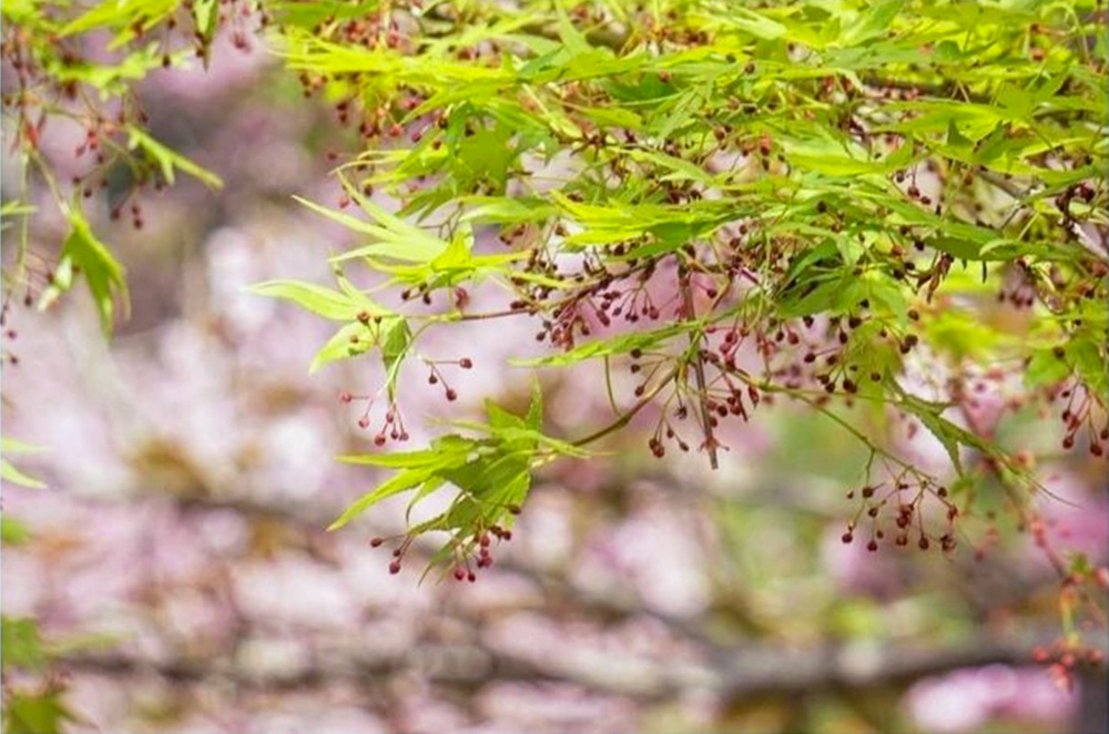 羽根谷だんだん公園、八重桜、3月春の花、岐阜県海津市の観光・撮影スポットの画像と写真
