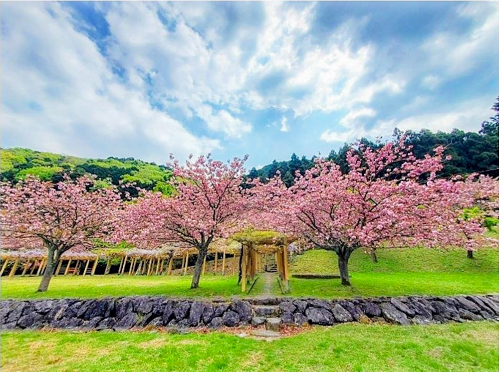 羽根谷だんだん公園、八重桜、3月春の花、岐阜県海津市の観光・撮影スポットの画像と写真