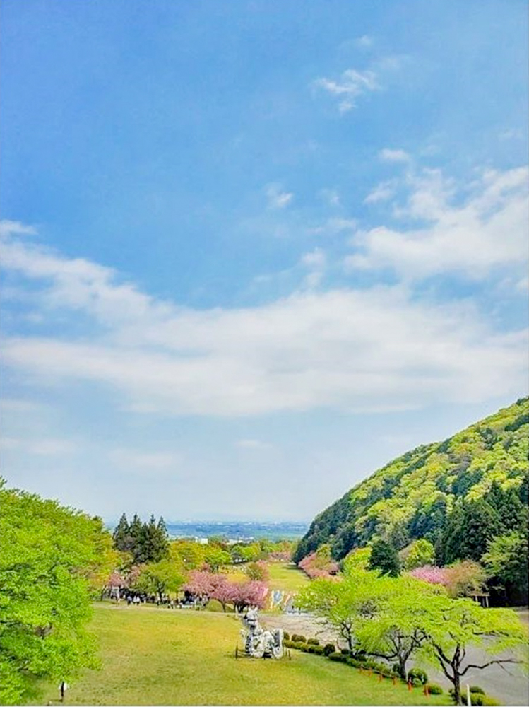 羽根谷だんだん公園、八重桜、3月春の花、岐阜県海津市の観光・撮影スポットの画像と写真