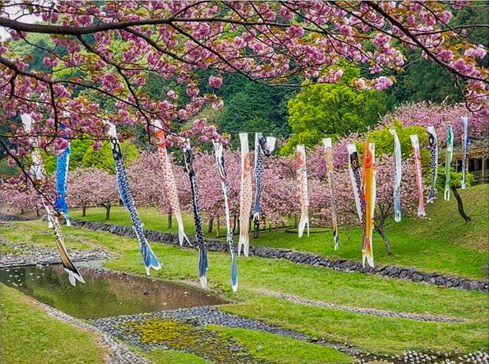 羽根谷だんだん公園、八重桜・鯉のぼり、3月春の花、岐阜県海津市の観光・撮影スポットの画像と写真