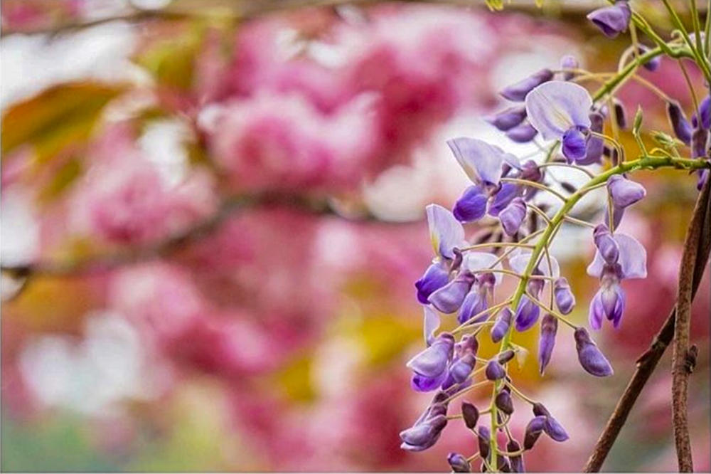 羽根谷だんだん公園、八重桜、3月春の花、岐阜県海津市の観光・撮影スポットの画像と写真