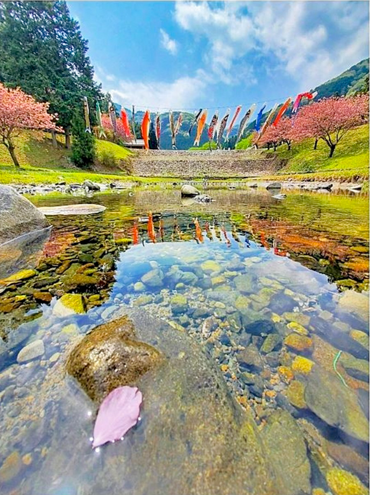 羽根谷だんだん公園、八重桜、3月春の花、岐阜県海津市の観光・撮影スポットの画像と写真