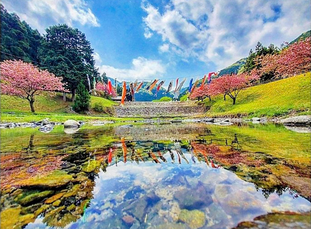 羽根谷だんだん公園、八重桜、3月春の花、岐阜県海津市の観光・撮影スポットの画像と写真