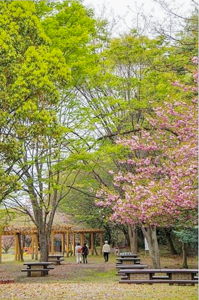 羽根谷だんだん公園、八重桜、3月春の花、岐阜県海津市の観光・撮影スポットの画像と写真