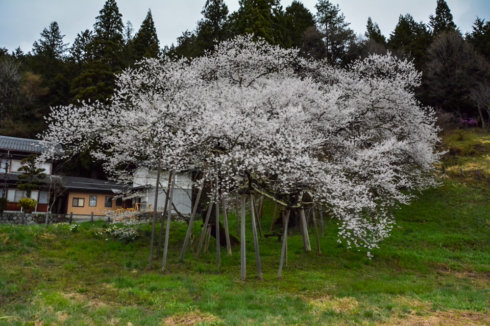 臥龍桜。４月春の花、岐阜県高山市の観光・撮影スポットの名所