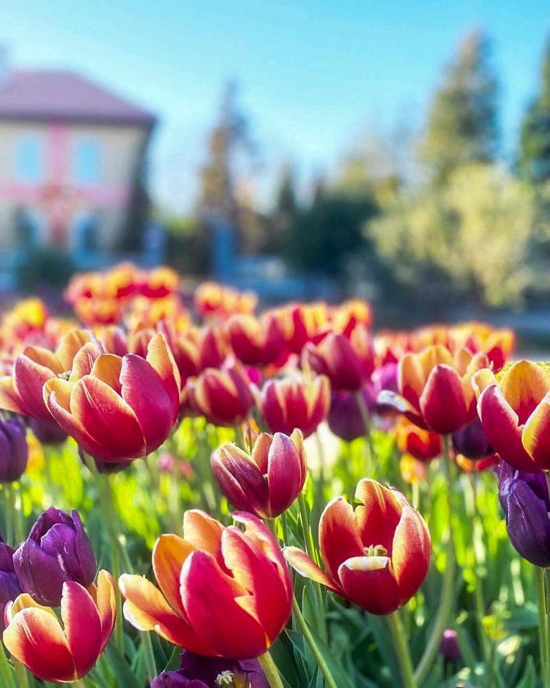 花菜ガーデン、アイスチューリップ、１月春の花、神奈川県平塚市の観光・撮影スポットの名所