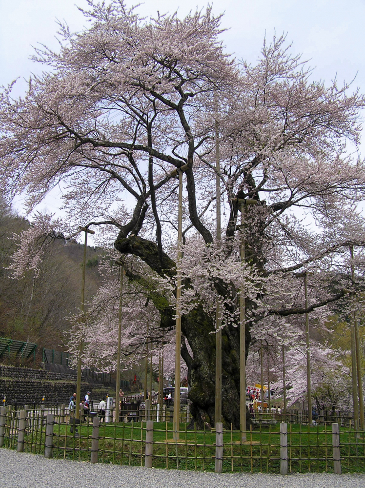 荘川桜。４月春の花、岐阜県高山市の観光・撮影スポットの名所