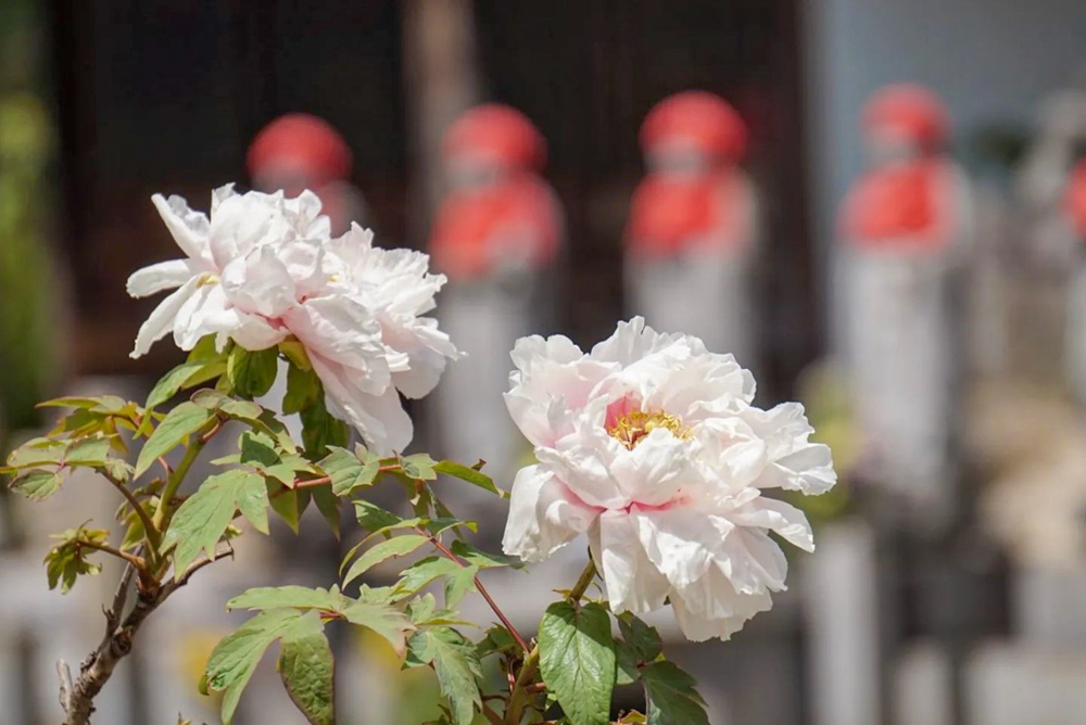 長沼山　萬徳寺、牡丹、４月春の花、愛知県稲沢市の観光・撮影スポットの名所