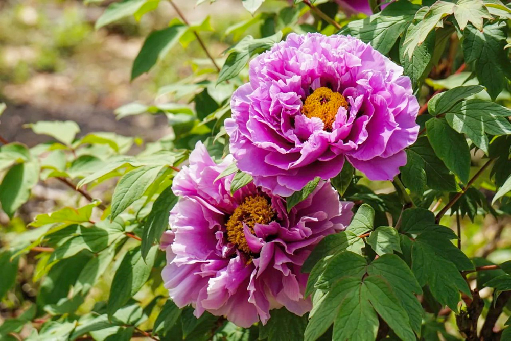 長沼山　萬徳寺、牡丹、４月春の花、愛知県稲沢市の観光・撮影スポットの名所