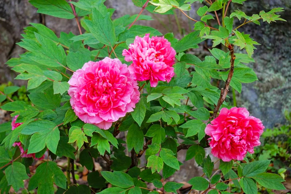 長沼山　萬徳寺、牡丹、４月春の花、愛知県稲沢市の観光・撮影スポットの名所