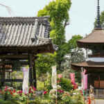 長沼山　萬徳寺、牡丹、４月春の花、愛知県稲沢市の観光・撮影スポットの名所