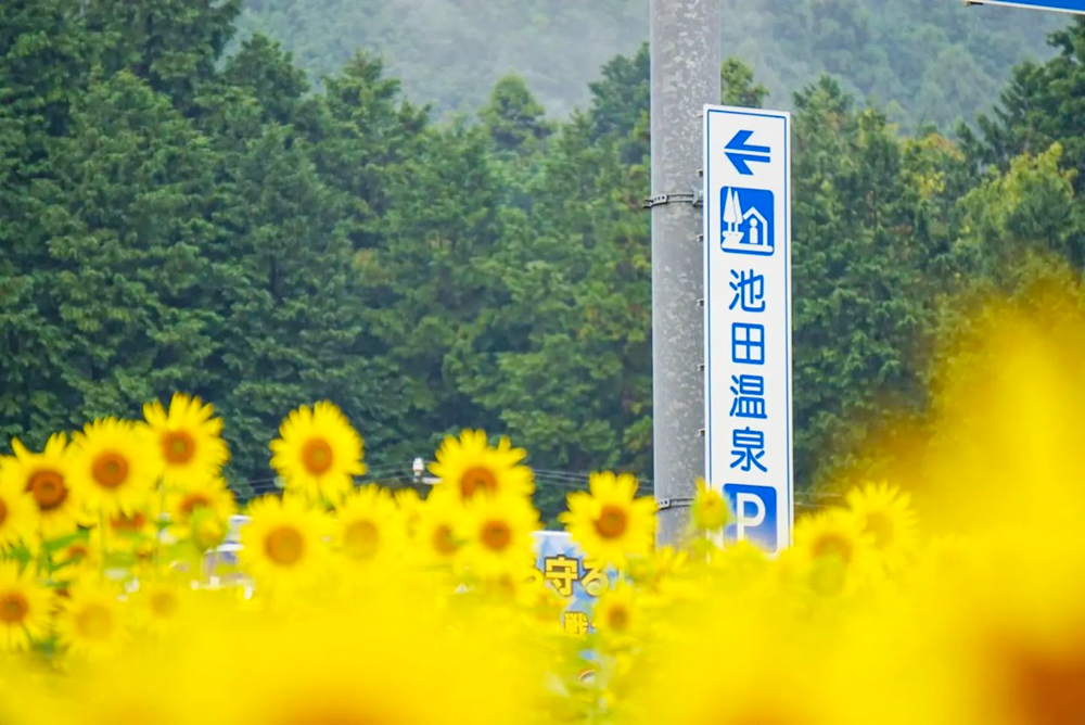 道の駅池田温泉、ひまわり、9月秋、岐阜県揖斐郡の観光・撮影スポットの名所