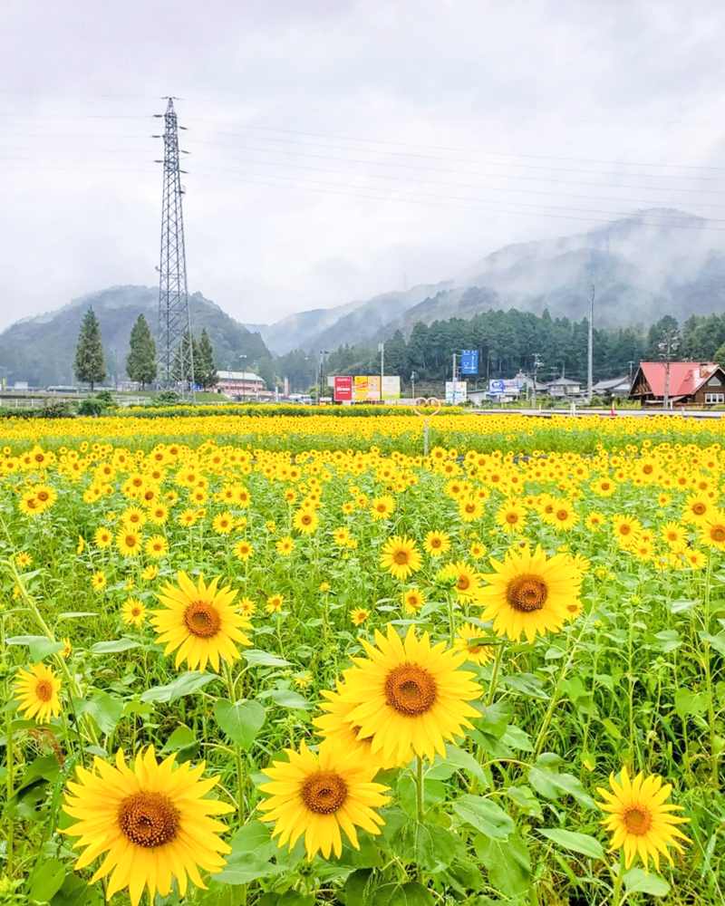 道の駅池田温泉、ひまわり、9月秋、岐阜県揖斐郡の観光・撮影スポットの名所