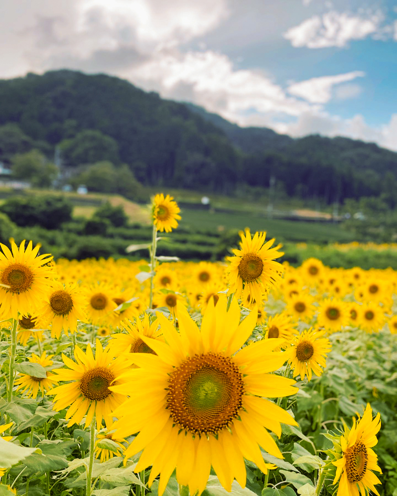霞間ヶ渓、ひまわり。９月夏の花、岐阜県揖斐郡の観光・撮影スポット