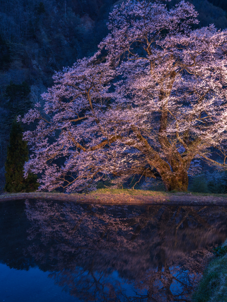 駒つなぎ桜、４月春の花、長野県下伊那郡の観光・撮影スポットの名所