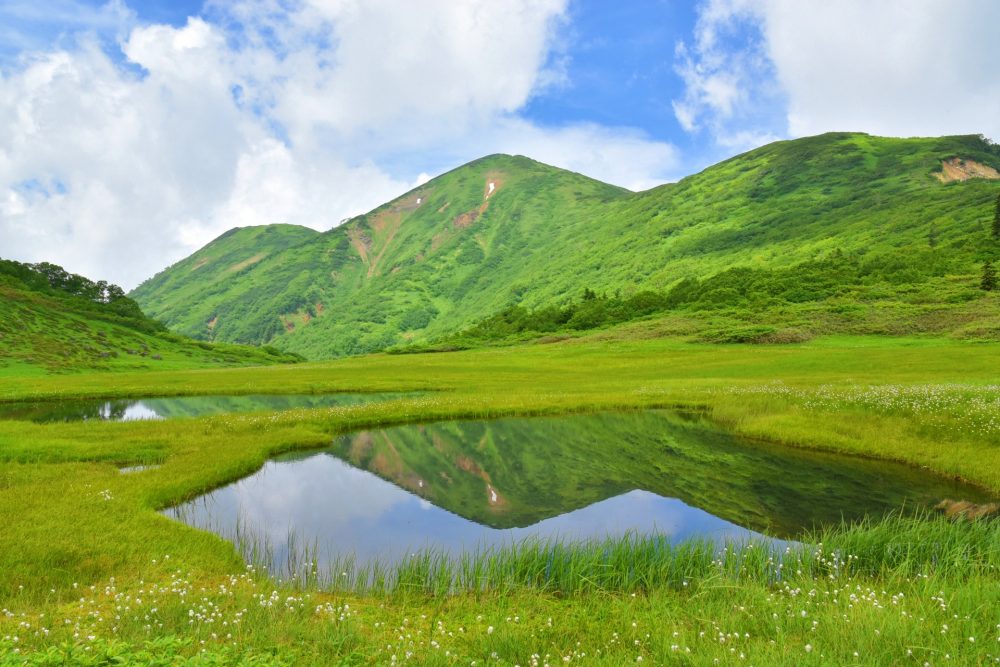 高谷池湿原、６月夏、新潟県妙高市の観光・撮影スポット