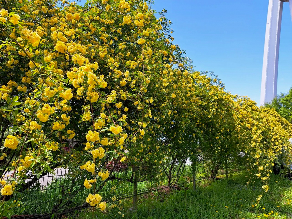 モッコウバラ、138タワーパーク、春の花、愛知県一宮市の観光・撮影スポットの名所