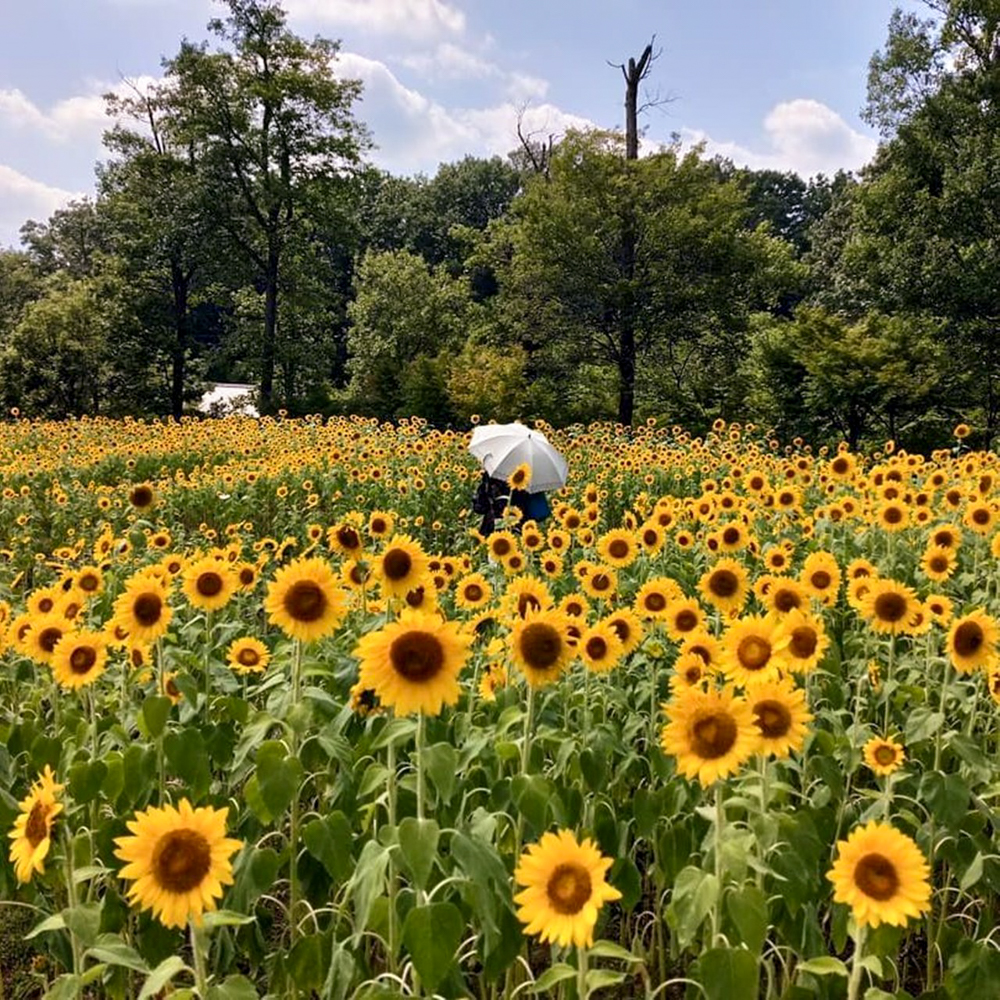 岐阜清流里山公園、ひまわり、8月夏の花、岐阜県美濃加茂市の観光・撮影スポットの名所