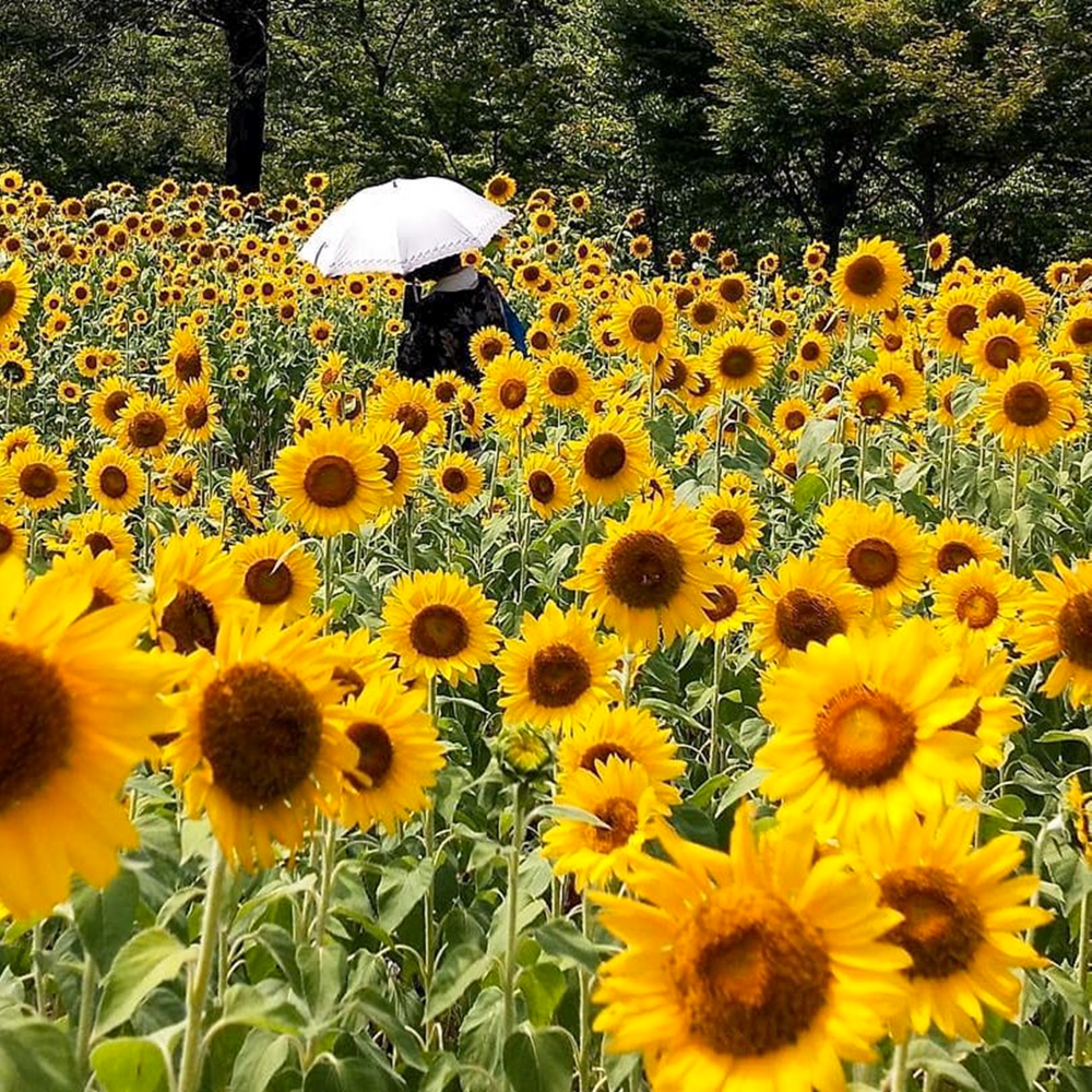 岐阜清流里山公園、ひまわり、8月夏の花、岐阜県美濃加茂市の観光・撮影スポットの名所