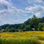 岐阜清流里山公園、ひまわり、8月夏の花、岐阜県美濃加茂市の観光・撮影スポットの名所