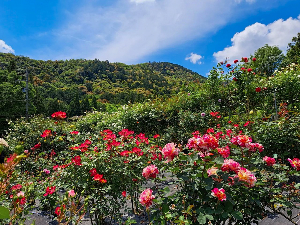 だちぼくバラ園、6月夏の花、岐阜県岐阜市の観光・撮影スポットの画像と写真