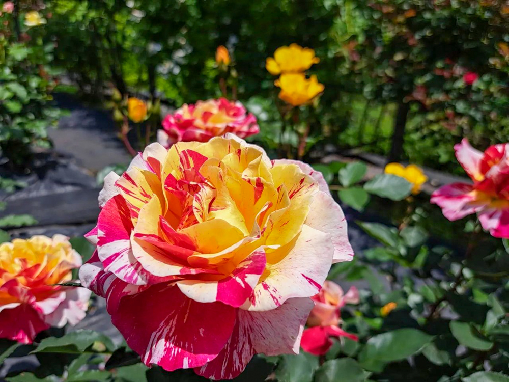 だちぼくバラ園、6月夏の花、岐阜県岐阜市の観光・撮影スポットの画像と写真