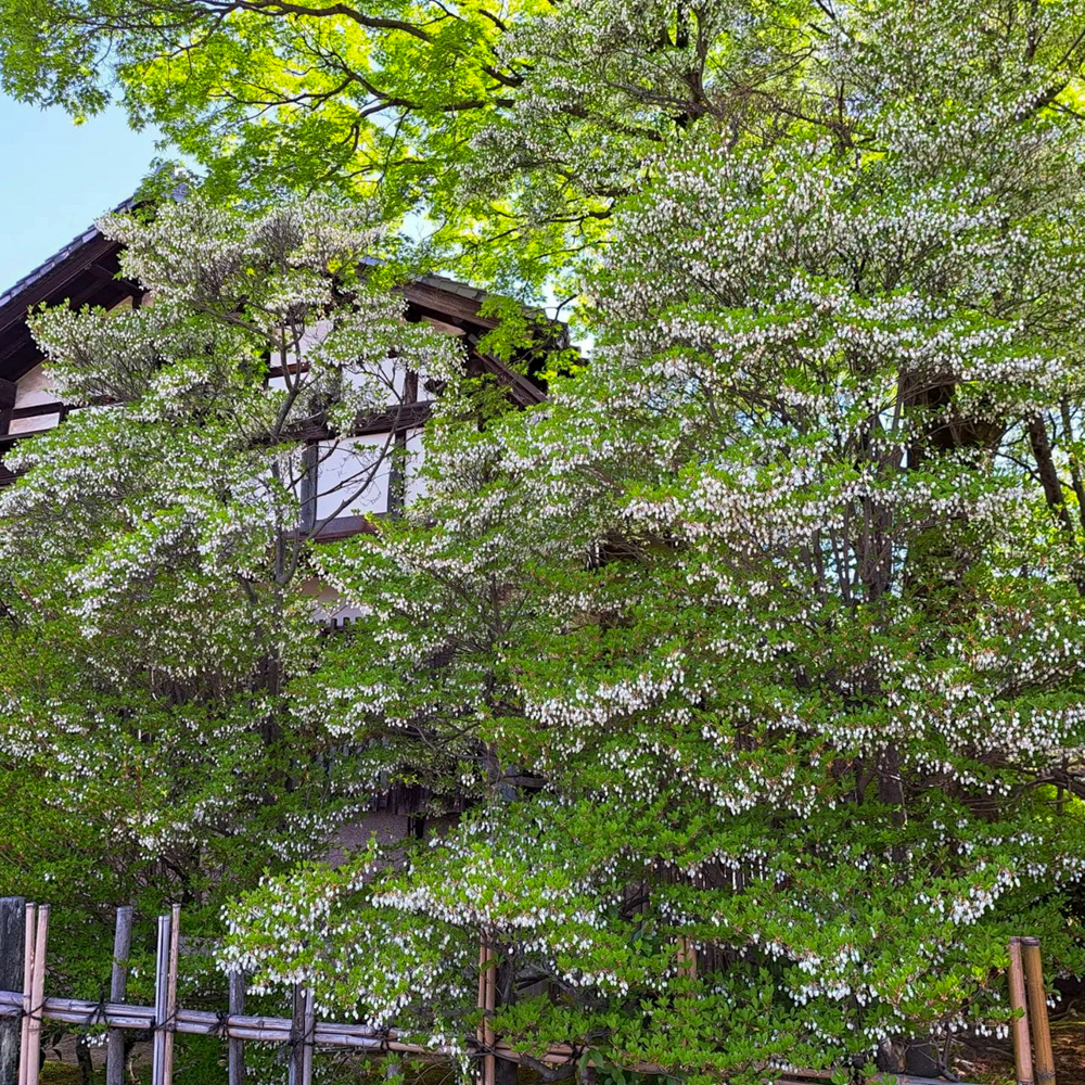 どうだん亭、どうだんつつじ、4月春の花、愛知県尾張旭市の観光・撮影スポットの名所