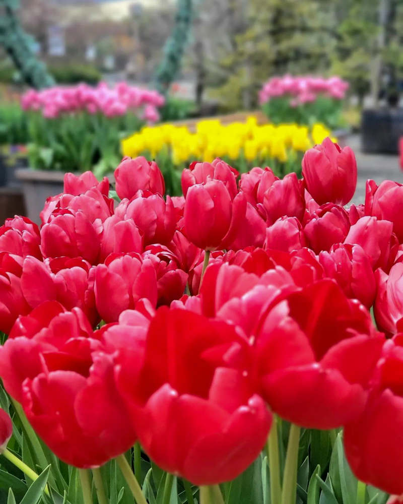 なばなの里（アイスチューリップ） 、1月冬の花、三重県桑名市の観光・撮影スポットの画像と写真