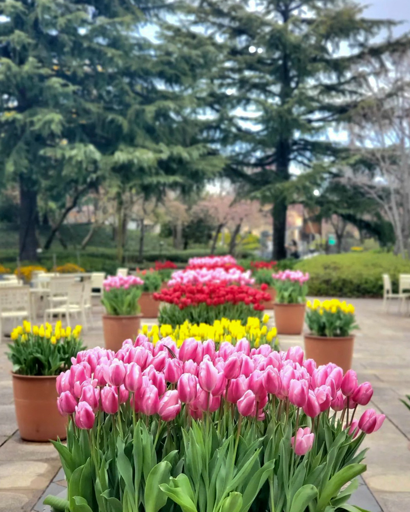 なばなの里（アイスチューリップ） 、1月冬の花、三重県桑名市の観光・撮影スポットの画像と写真