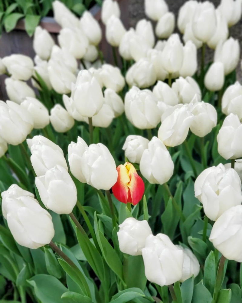 なばなの里（アイスチューリップ） 、1月冬の花、三重県桑名市の観光・撮影スポットの画像と写真