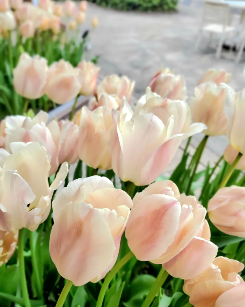 なばなの里（アイスチューリップ） 、1月冬の花、三重県桑名市の観光・撮影スポットの画像と写真