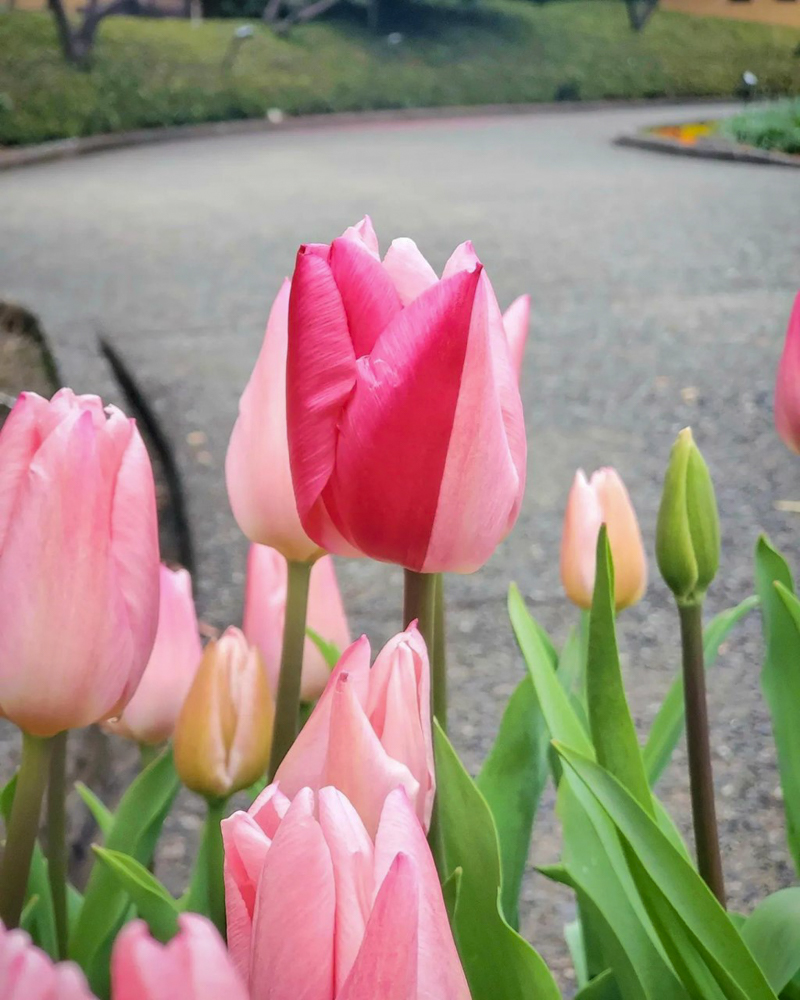 なばなの里（アイスチューリップ） 、1月冬の花、三重県桑名市の観光・撮影スポットの画像と写真