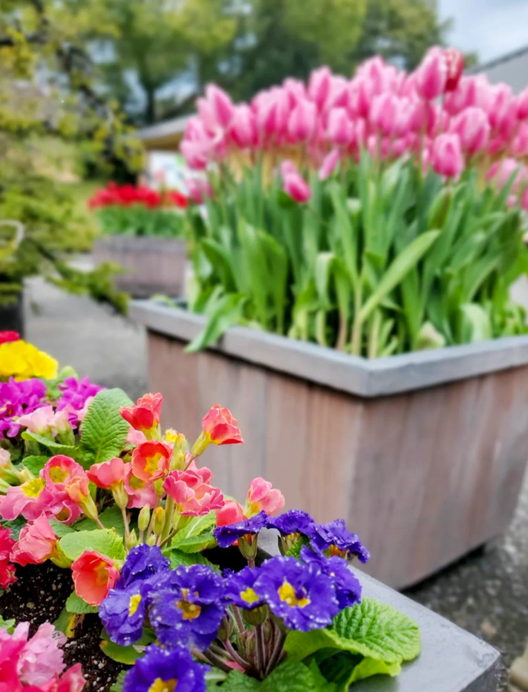 なばなの里（アイスチューリップ） 、1月冬の花、三重県桑名市の観光・撮影スポットの画像と写真