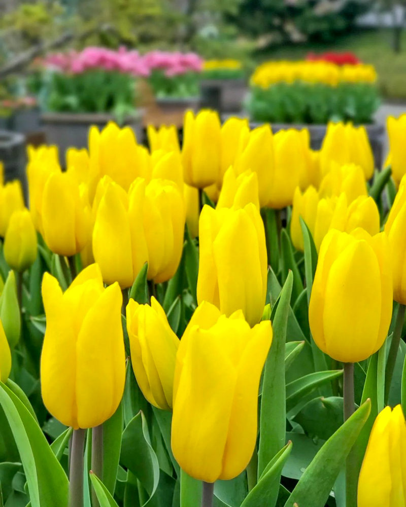 なばなの里（アイスチューリップ） 、1月冬の花、三重県桑名市の観光・撮影スポットの画像と写真