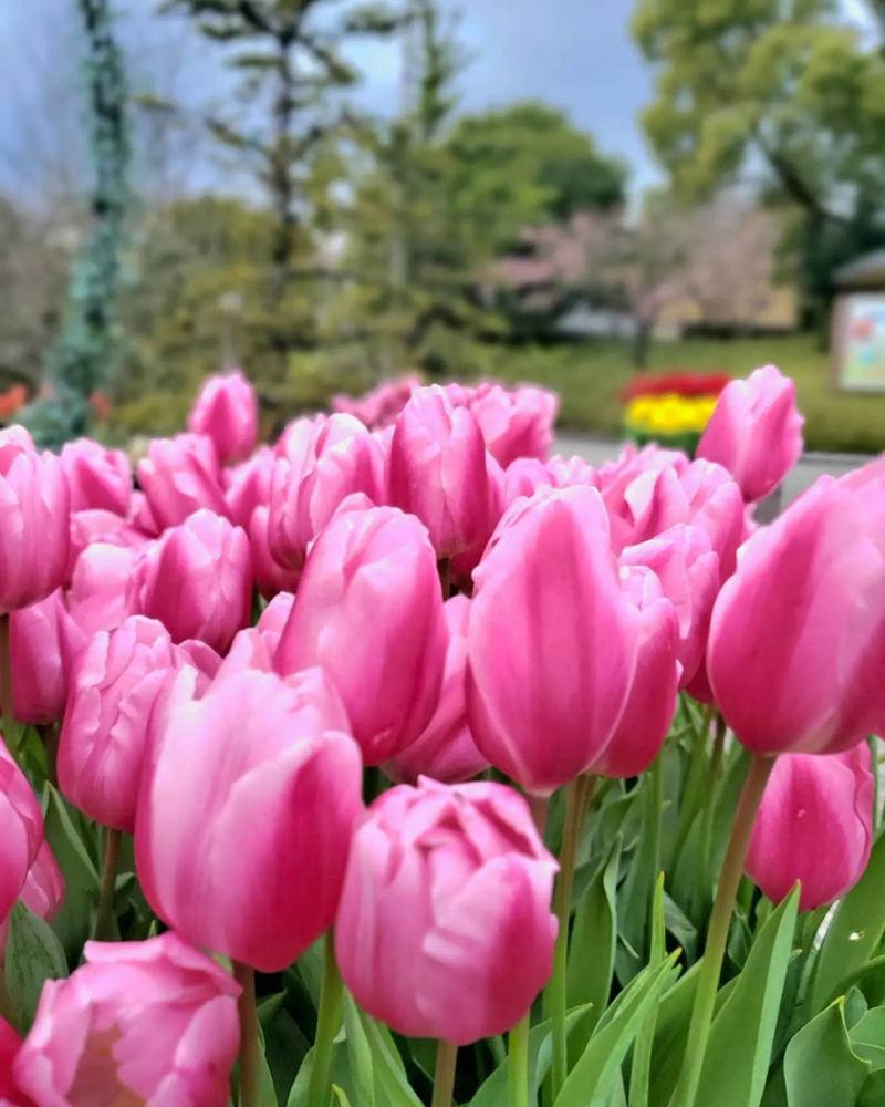 なばなの里（アイスチューリップ） 、1月冬の花、三重県桑名市の観光・撮影スポットの画像と写真