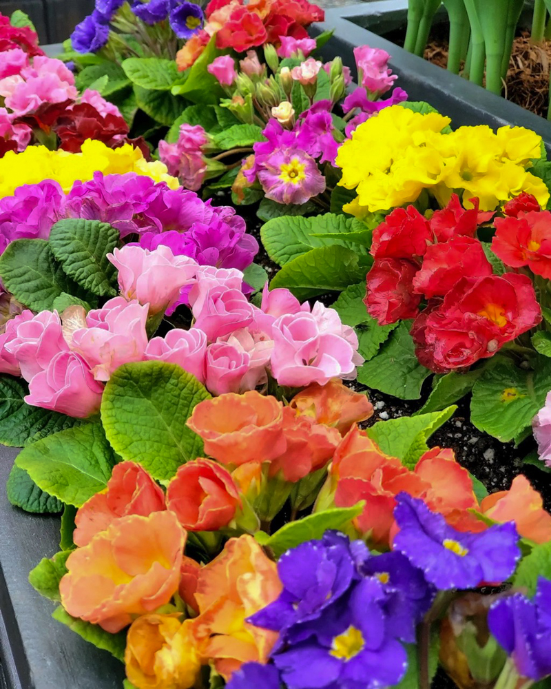 なばなの里（アイスチューリップ） 、1月冬の花、三重県桑名市の観光・撮影スポットの画像と写真