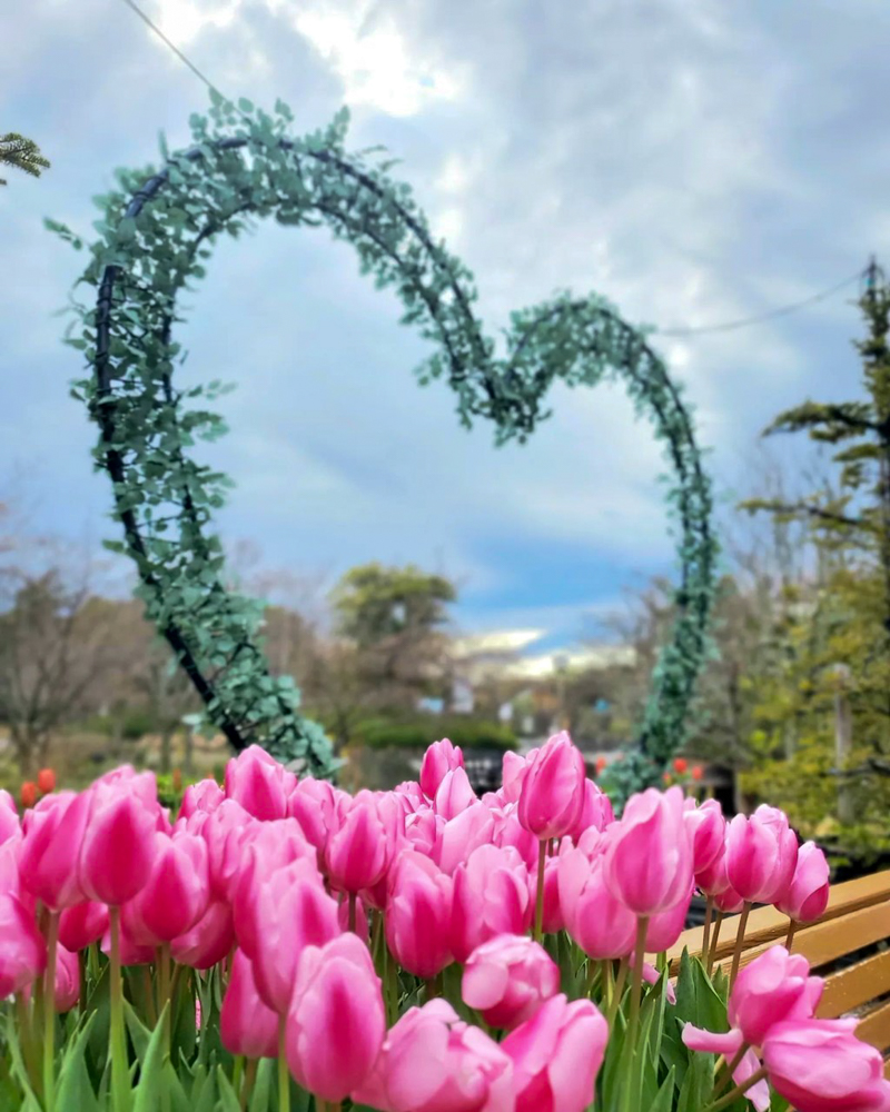 なばなの里（アイスチューリップ） 、1月冬の花、三重県桑名市の観光・撮影スポットの画像と写真