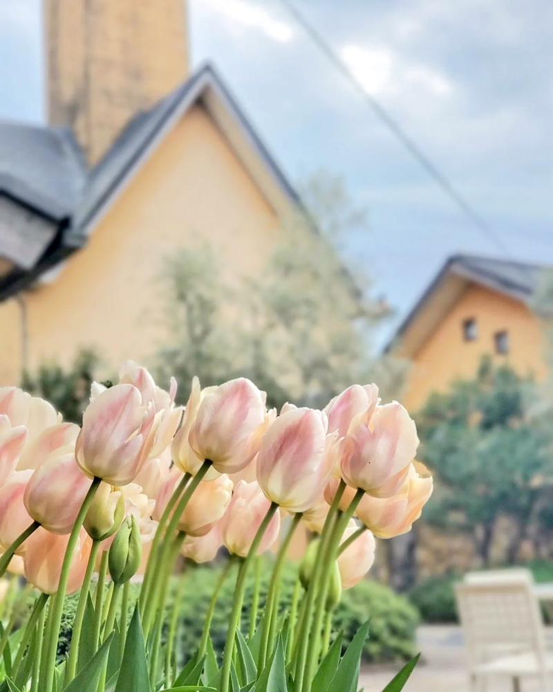 なばなの里（アイスチューリップ） 、1月冬の花、三重県桑名市の観光・撮影スポットの画像と写真