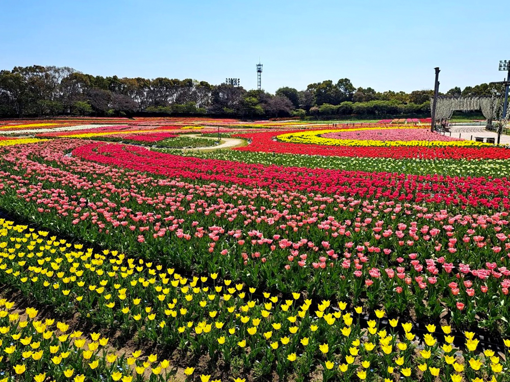 なばなの里、チューリップ、3月春の花、三重県桑名市の観光・撮影スポットの画像と写真
